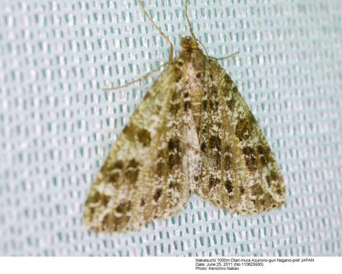 Arichanna tetrica _110625930.jpg